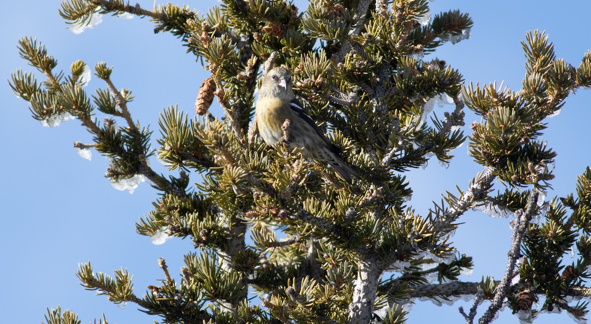 White-winged Crossbill - ML611041784