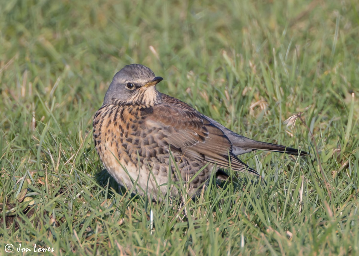 Fieldfare - ML611041805
