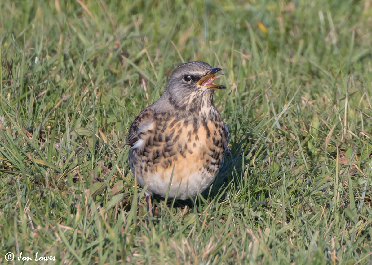 Fieldfare - Jon Lowes