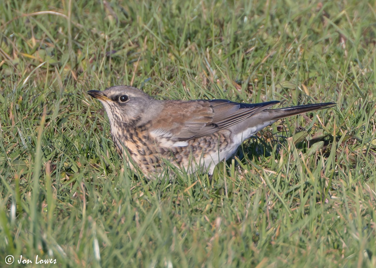 Fieldfare - ML611041807