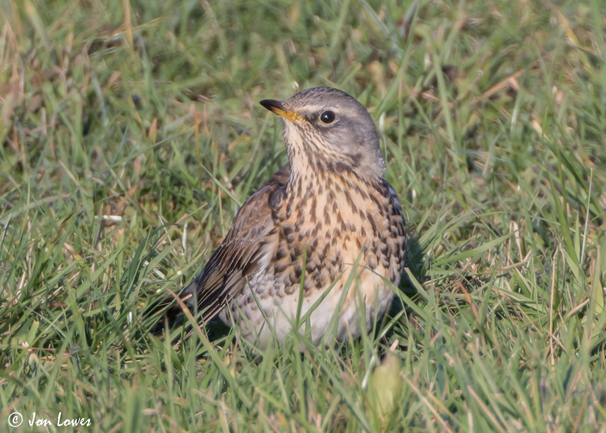 Fieldfare - ML611041808
