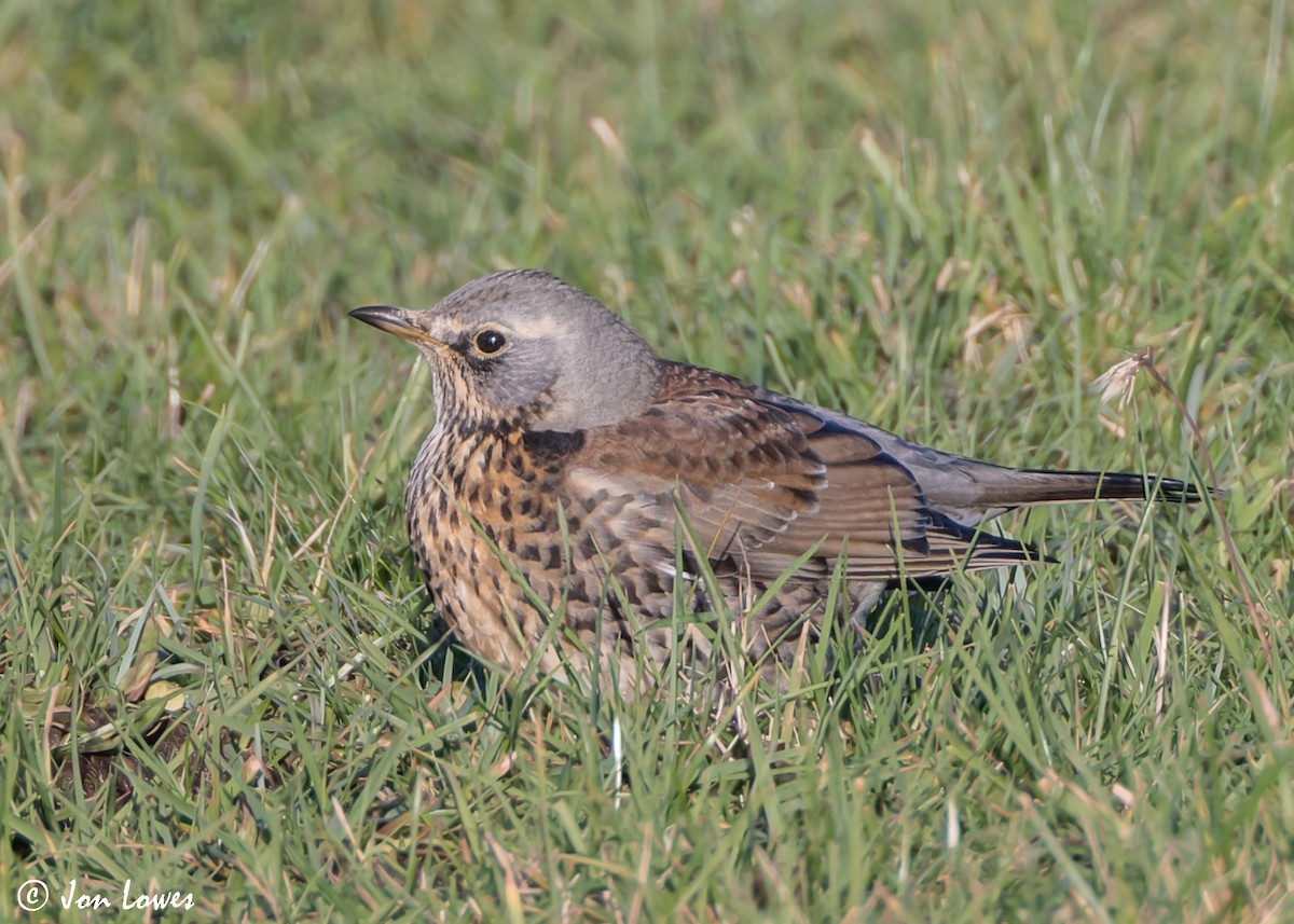 Fieldfare - ML611041809