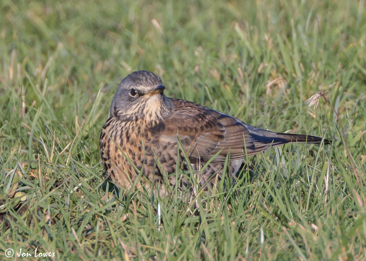 Fieldfare - ML611041810