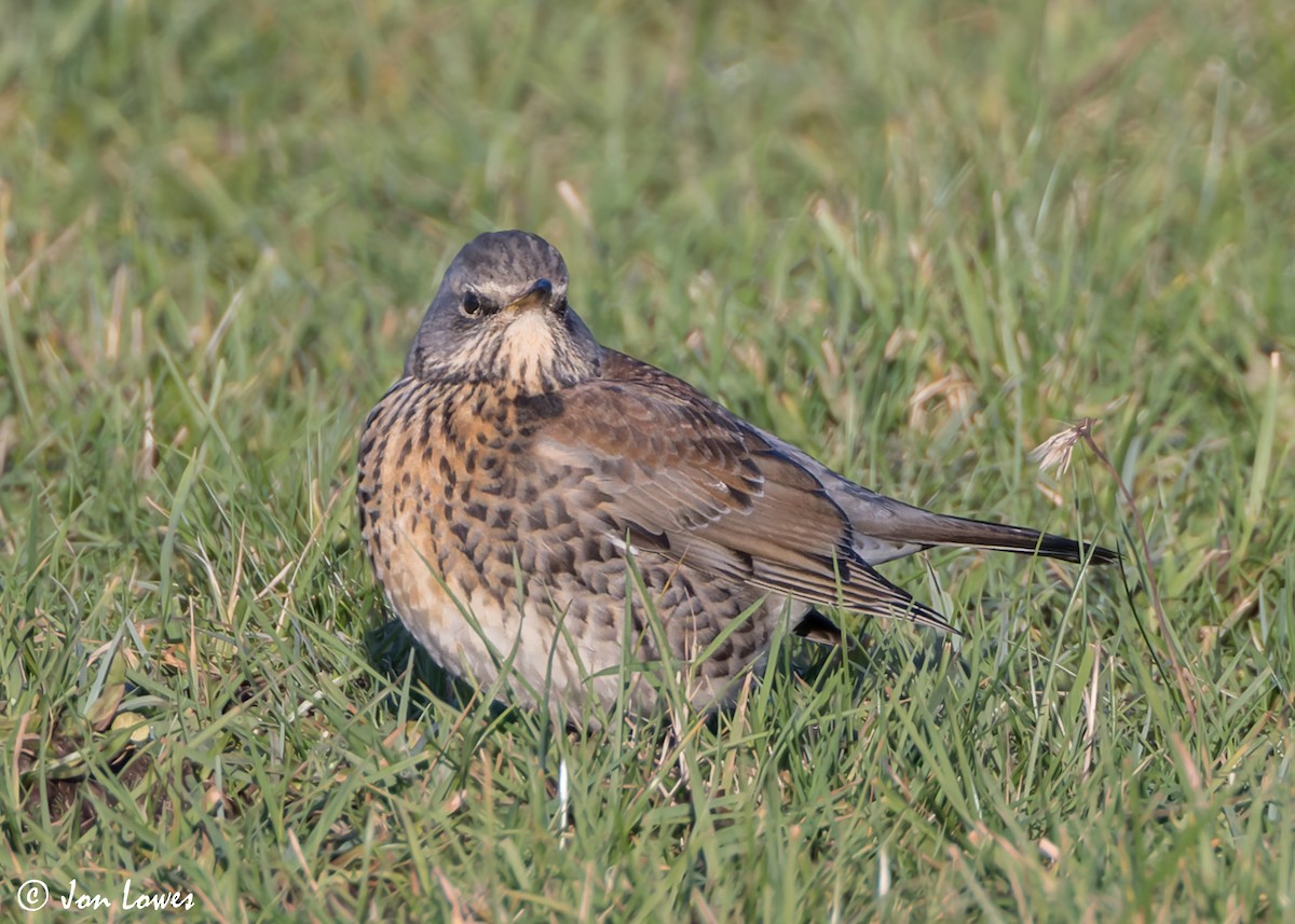 Fieldfare - ML611041811