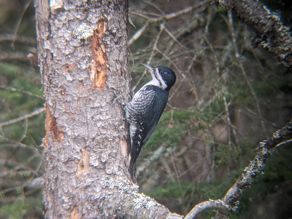 Black-backed Woodpecker - ML611041824
