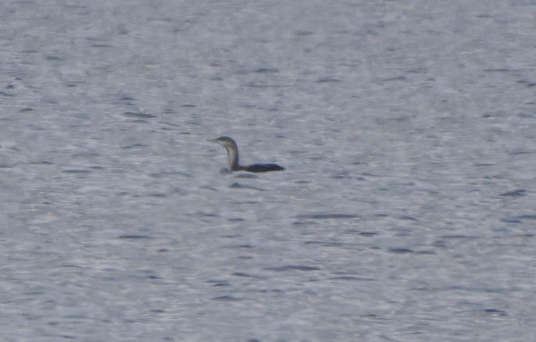 Red-throated Loon - ML611041848