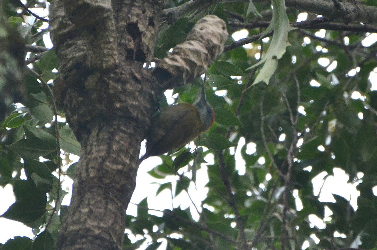 Olive Woodpecker - Ben Costamagna