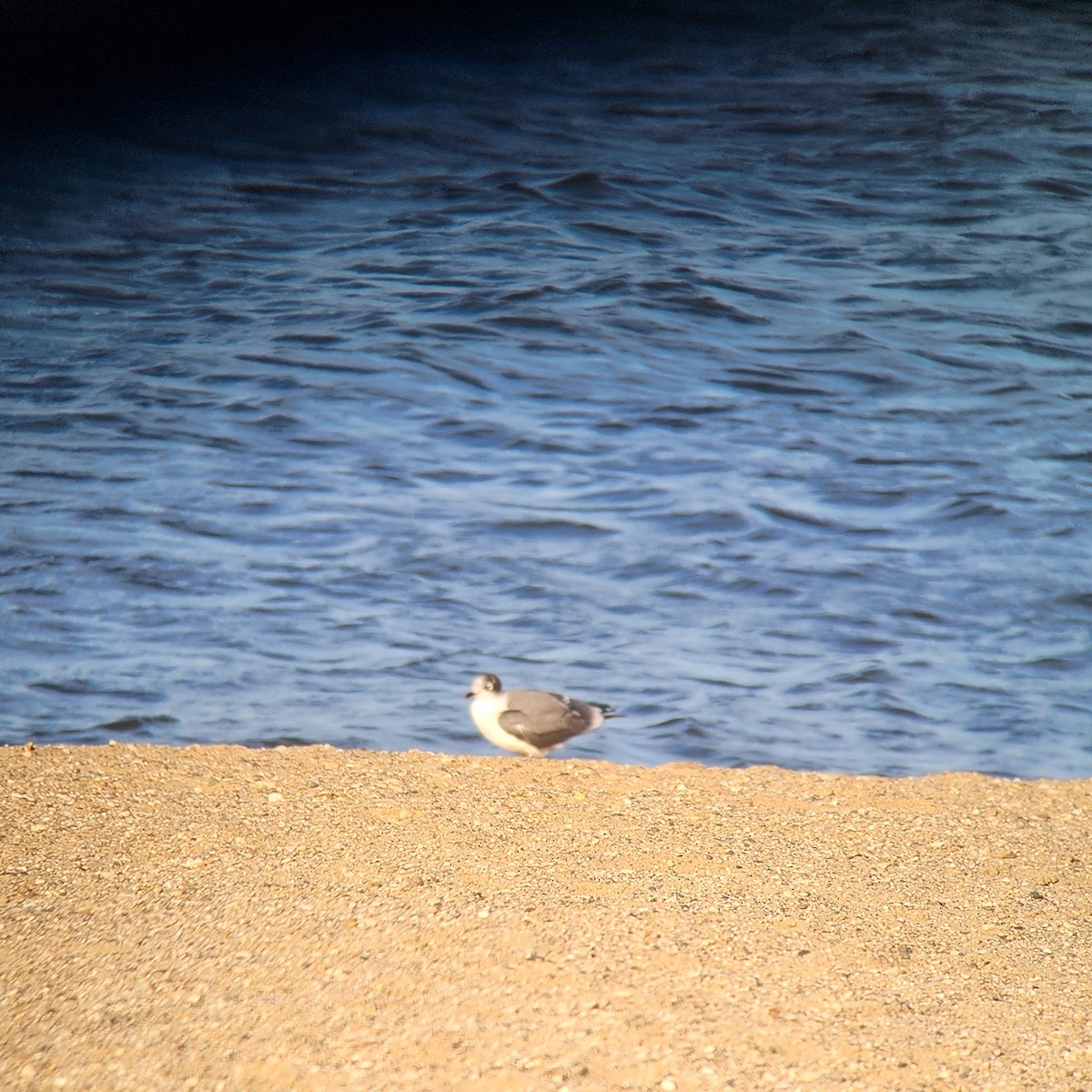 Franklin's Gull - ML611041962