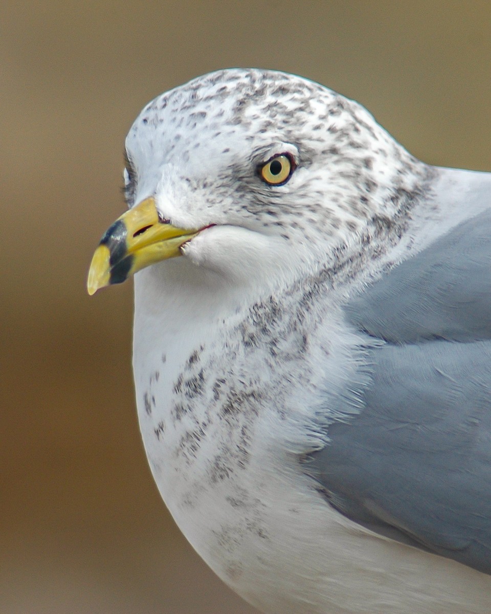 Ring-billed Gull - ML611041964