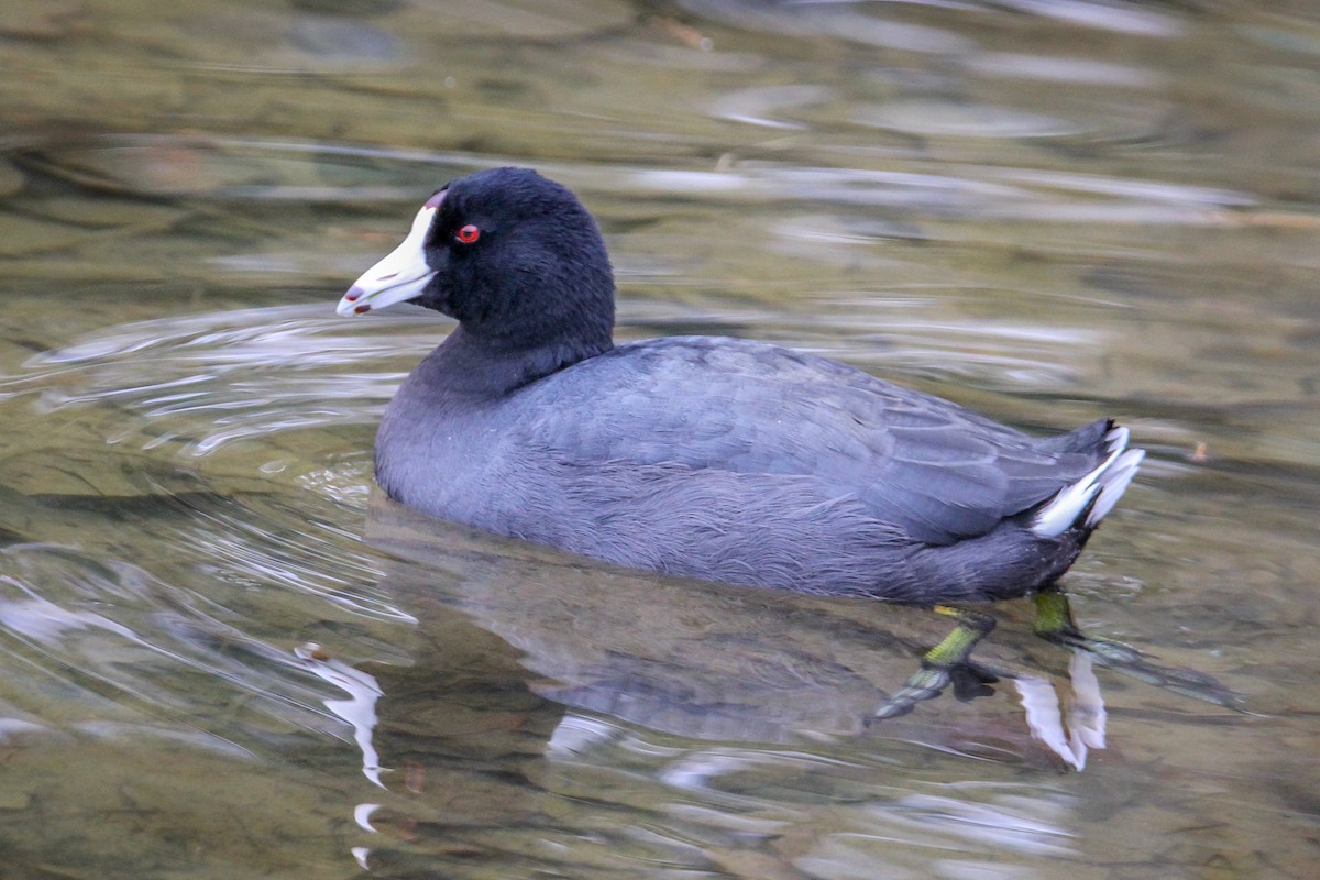 American Coot - Denise Hargrove