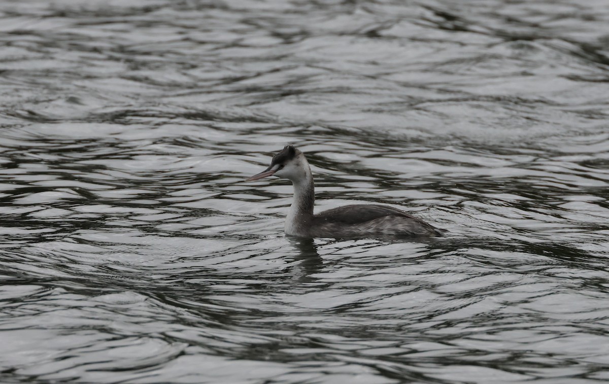 Great Crested Grebe - Jamie Adams