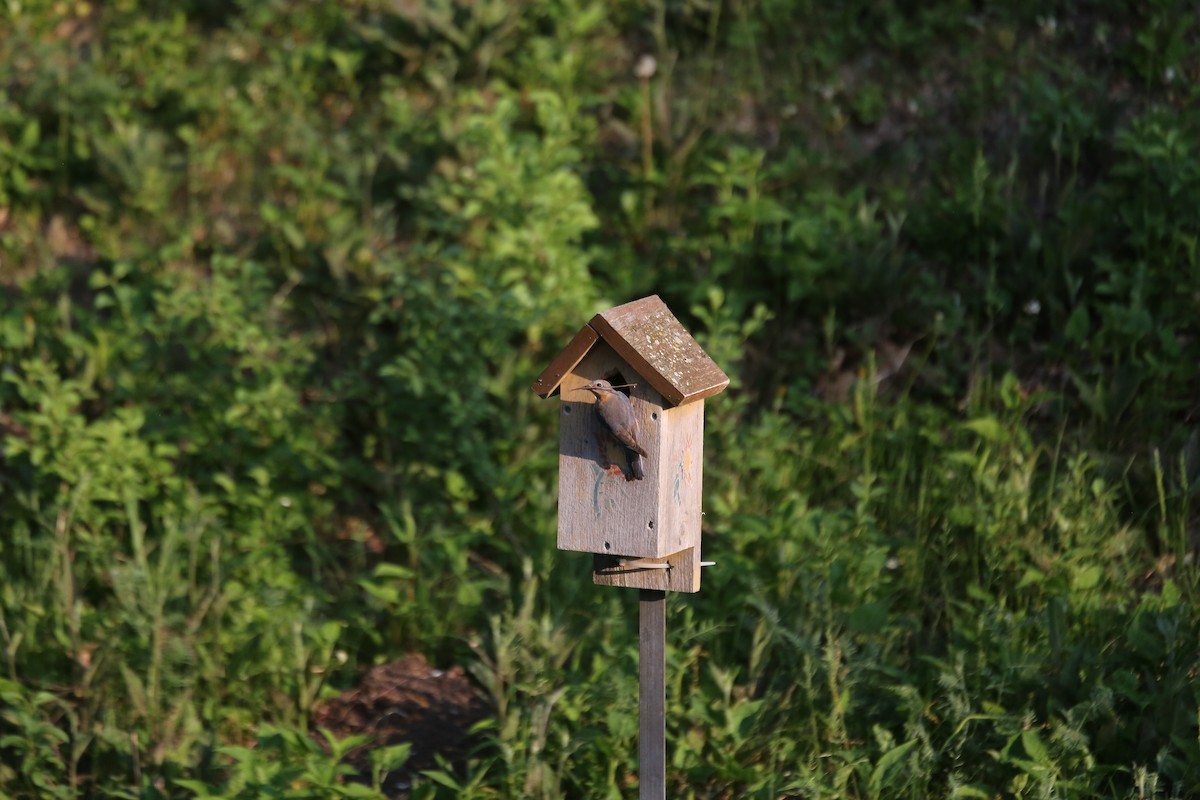 Eastern Bluebird - ML611042179