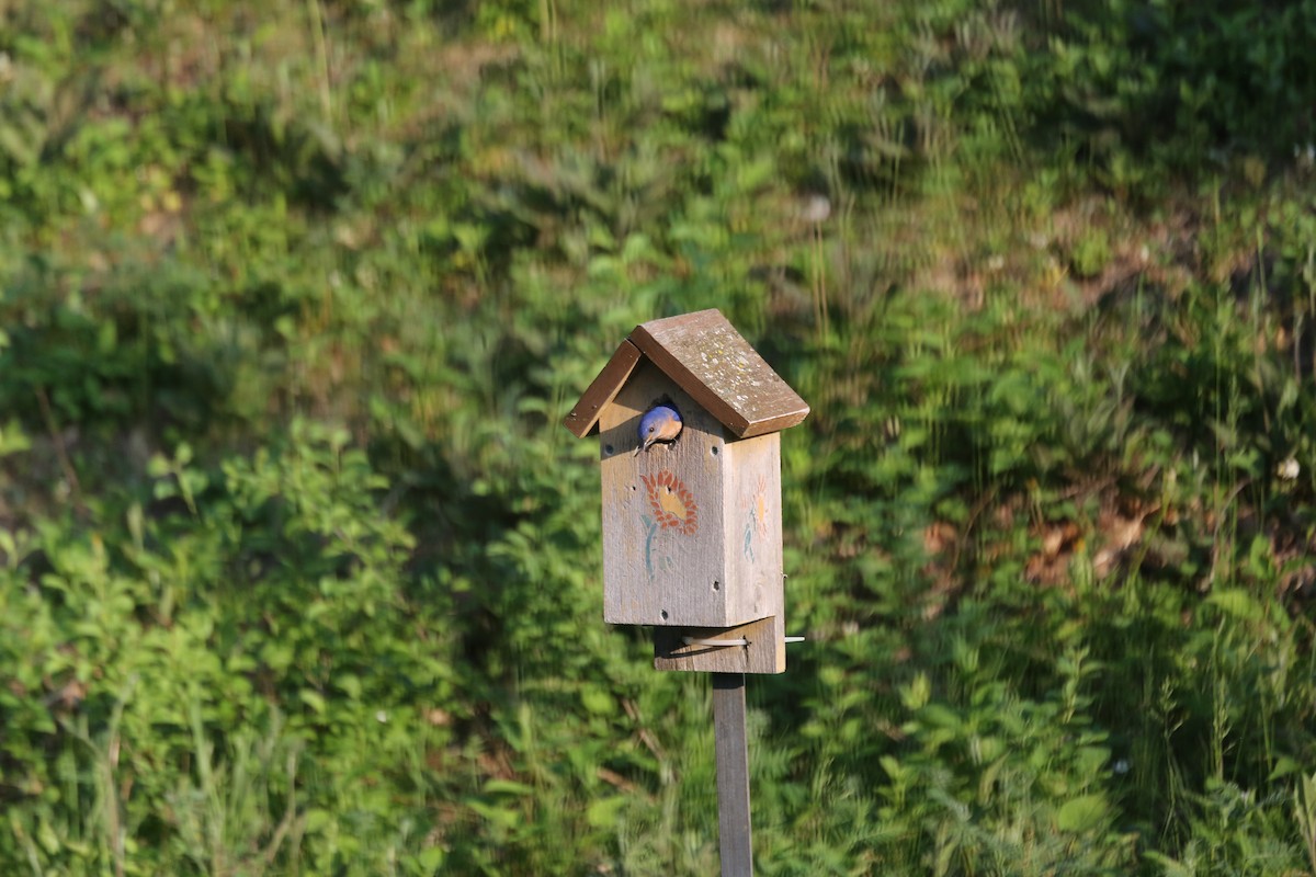 Eastern Bluebird - Christine Lepage