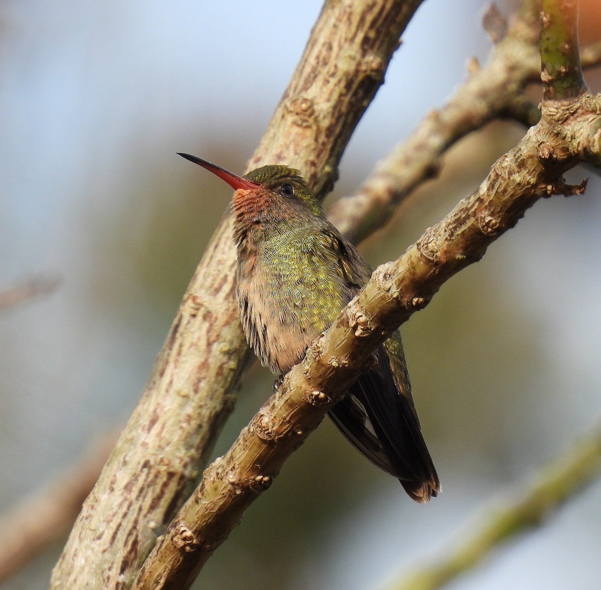 kolibřík zlacený - ML611042190