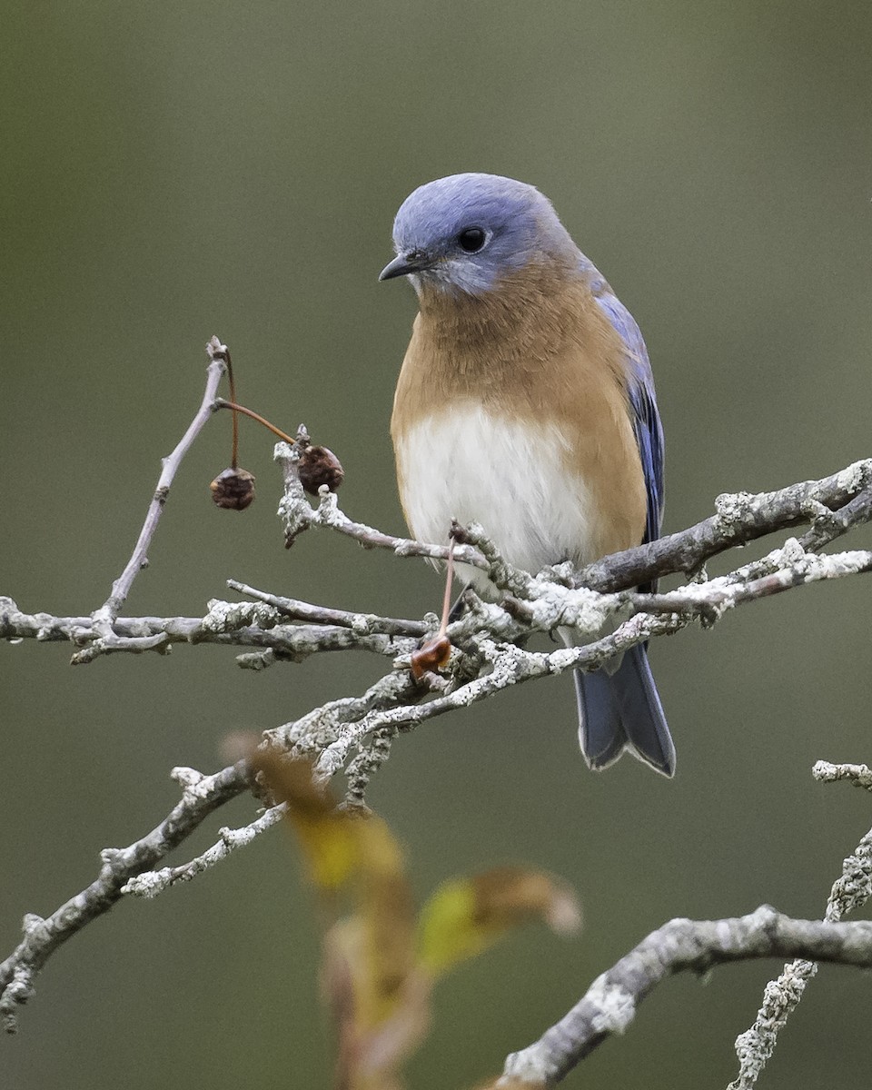 Eastern Bluebird - ML611042235