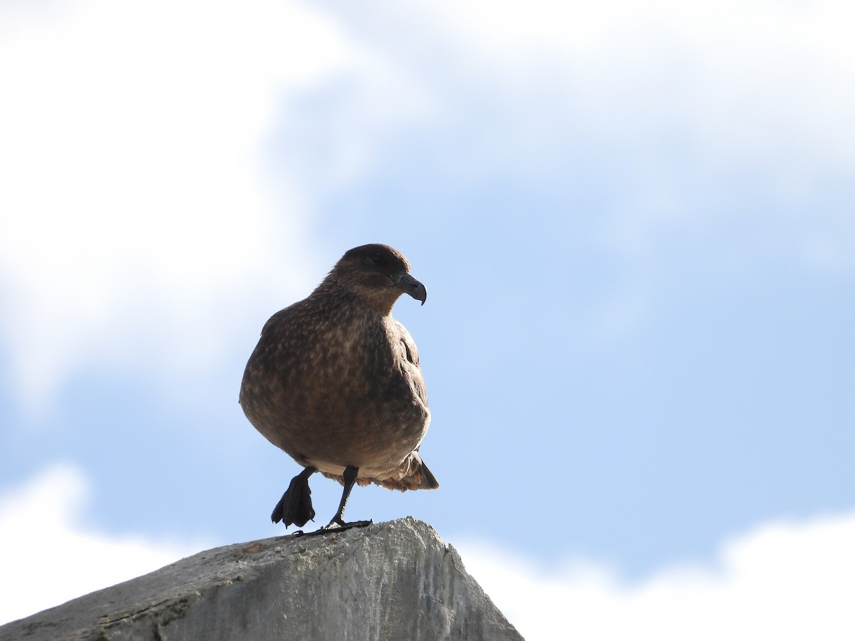 Chilean Skua - ML611042252