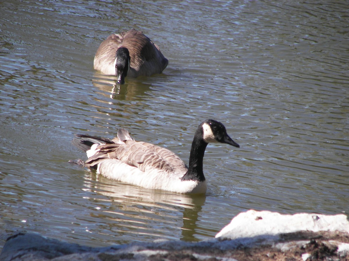 Canada Goose - ML611042262