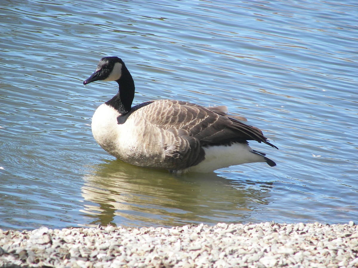 Canada Goose - ML611042263