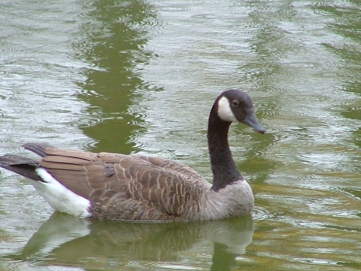 Canada Goose - Greg Lawrence