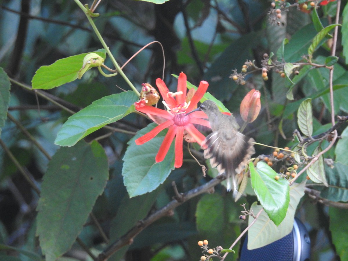 Long-tailed Hermit - Raul Afonso Pommer-Barbosa - Amazon Birdwatching