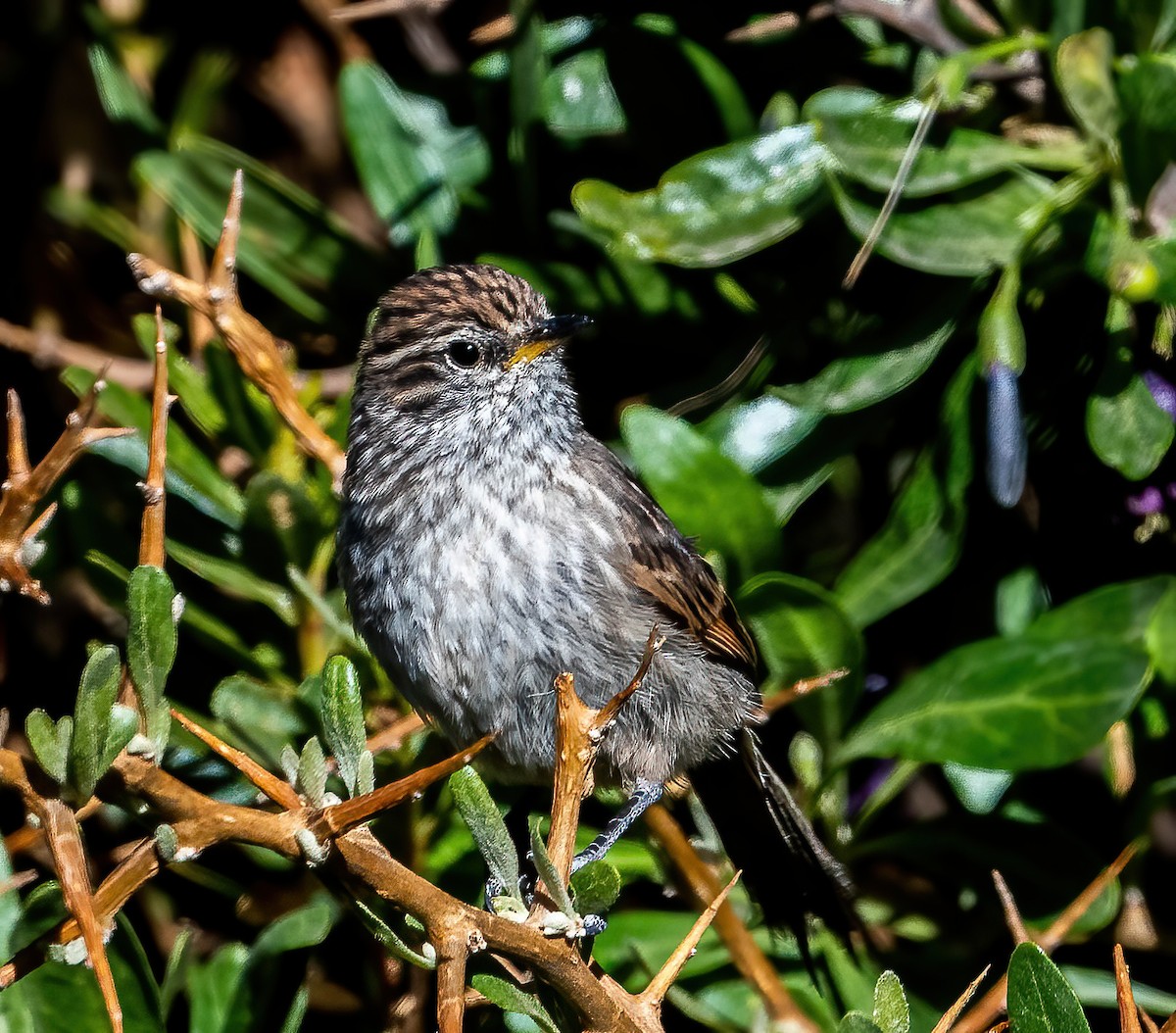 Streaked Tit-Spinetail - ML611042374