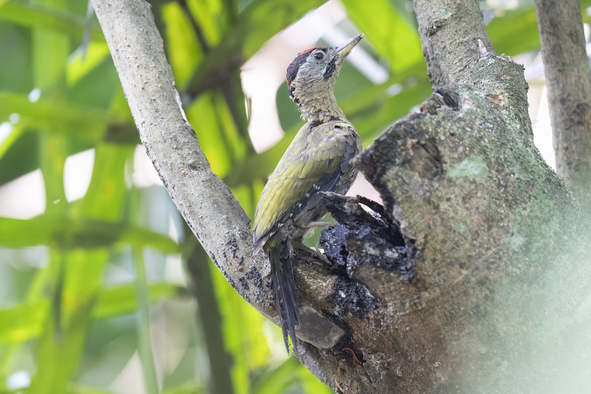 Laced Woodpecker - Mike Hooper