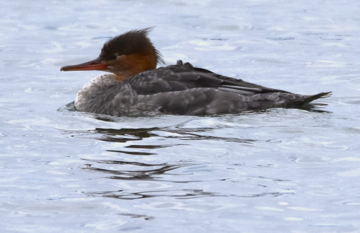 Red-breasted Merganser - ML611042595