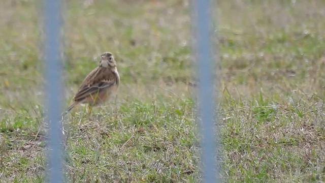 Richard's Pipit - ML611042596