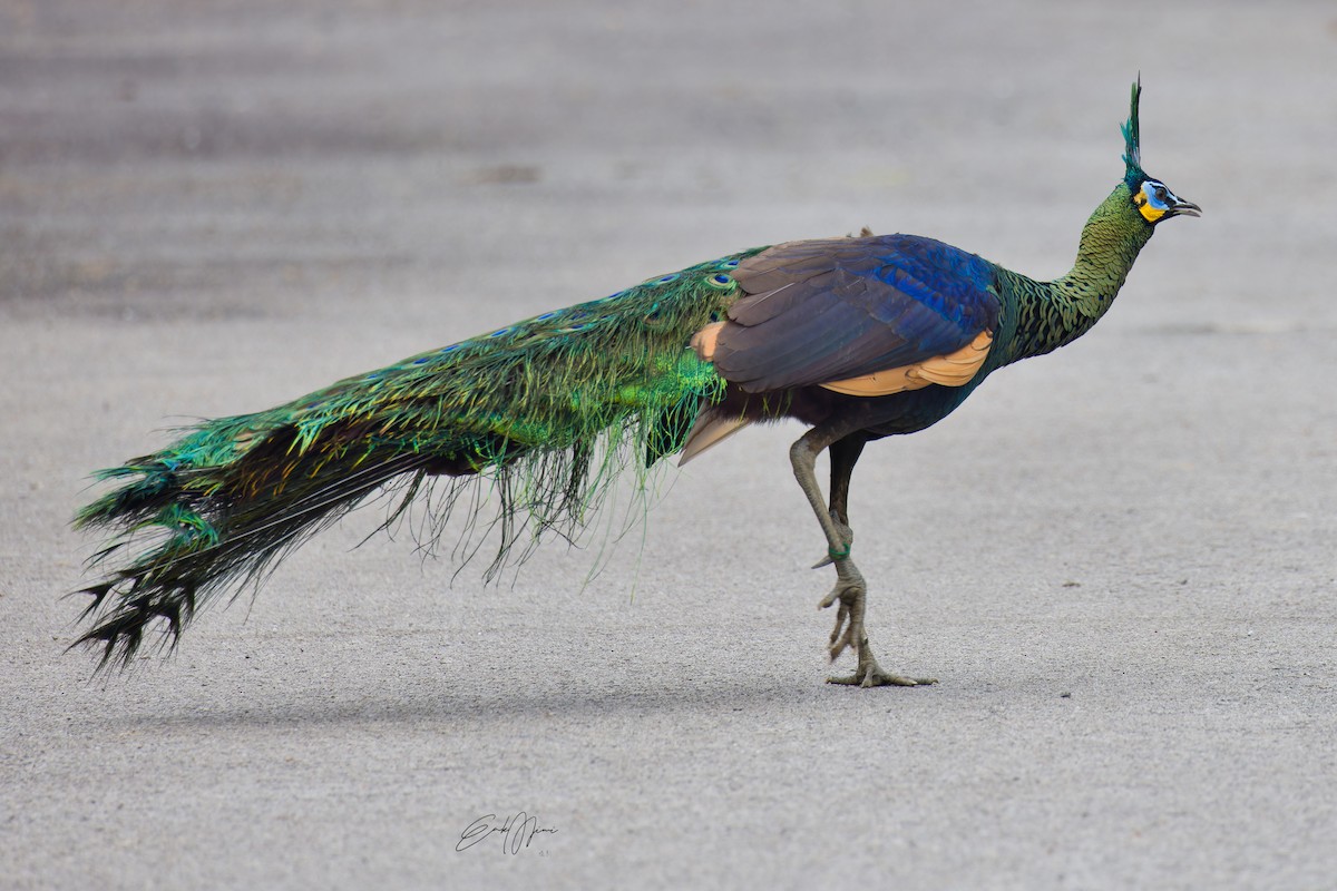 Green Peafowl - ML611042629