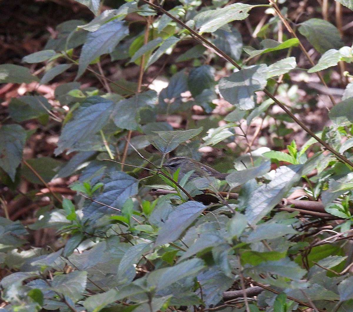 Golden-crowned Warbler - ML611042668