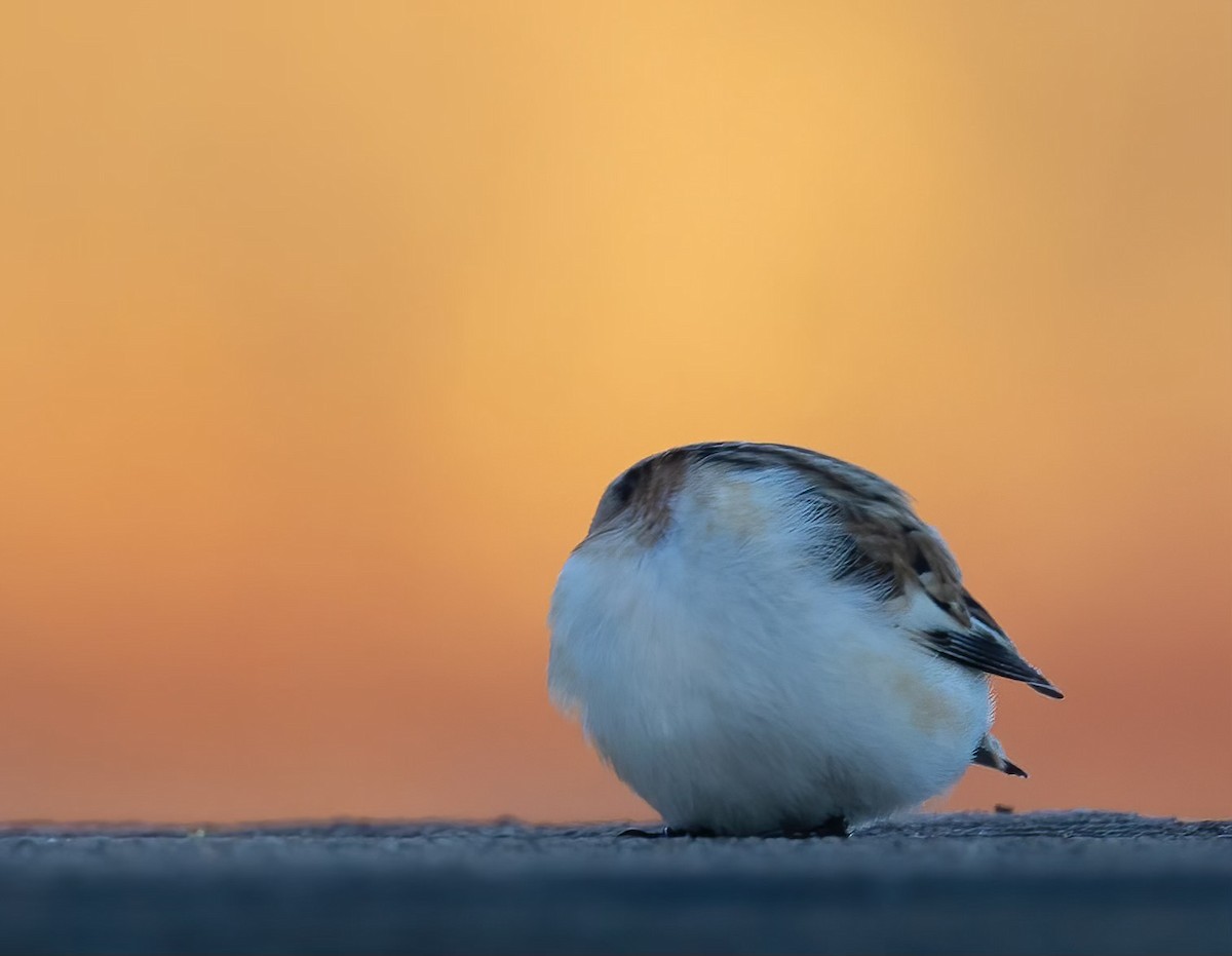 Snow Bunting - Josh Cooper