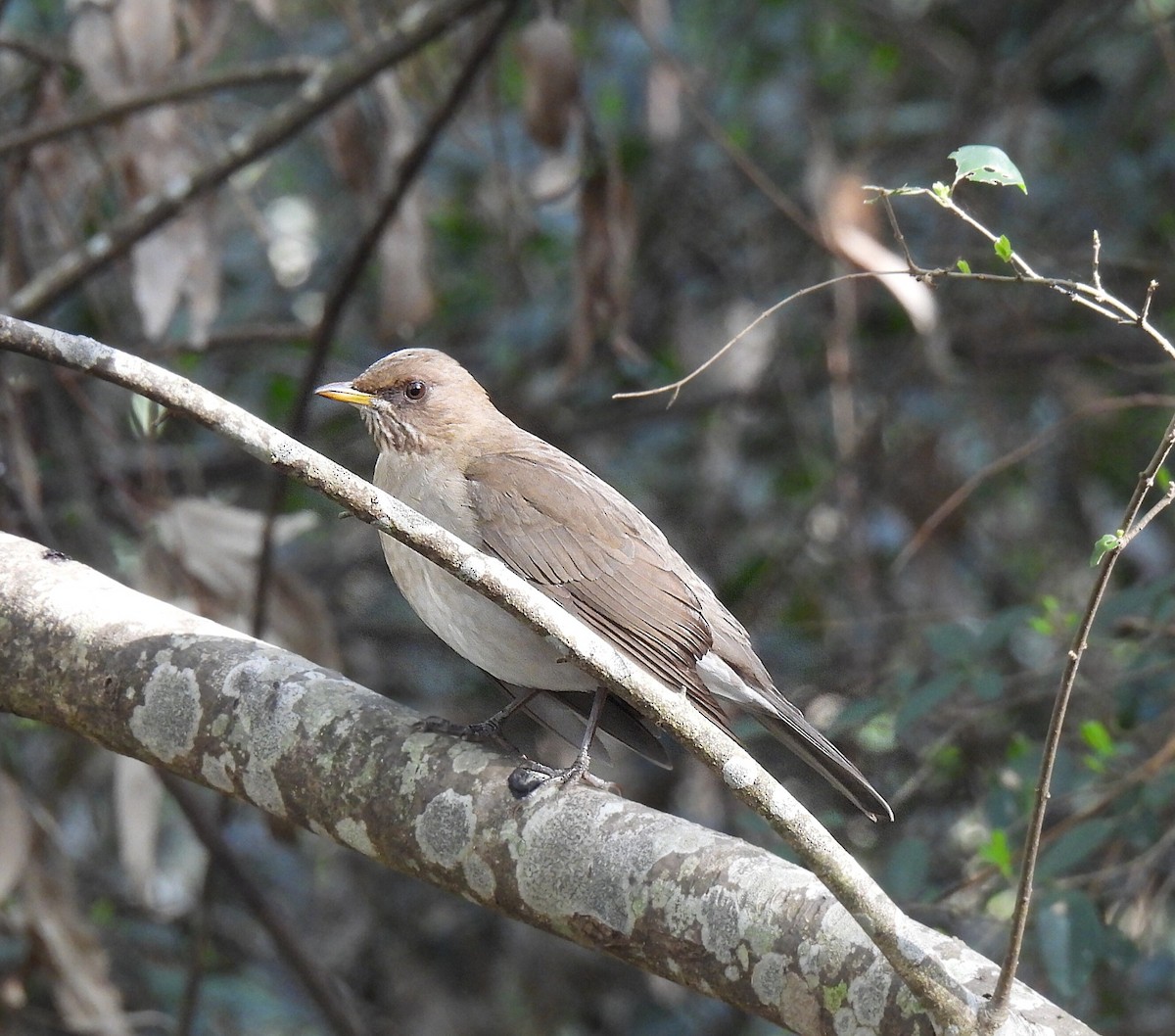 Creamy-bellied Thrush - Silvana Mallo