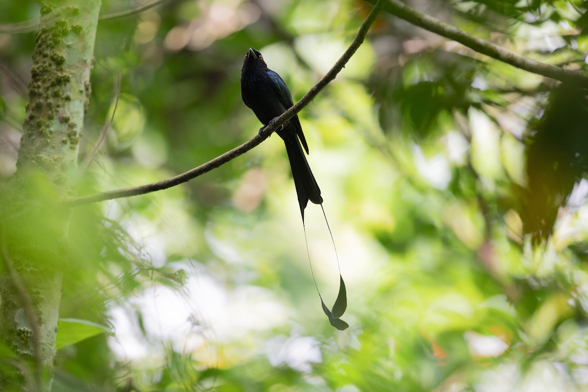 Greater Racket-tailed Drongo - Mike Hooper
