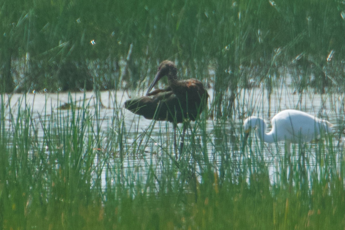 White-faced Ibis - ML611042839