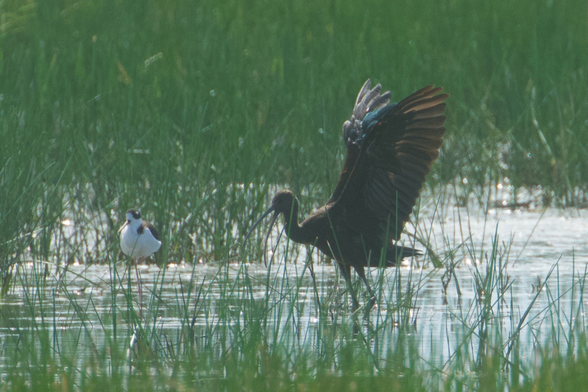 White-faced Ibis - John van Dort