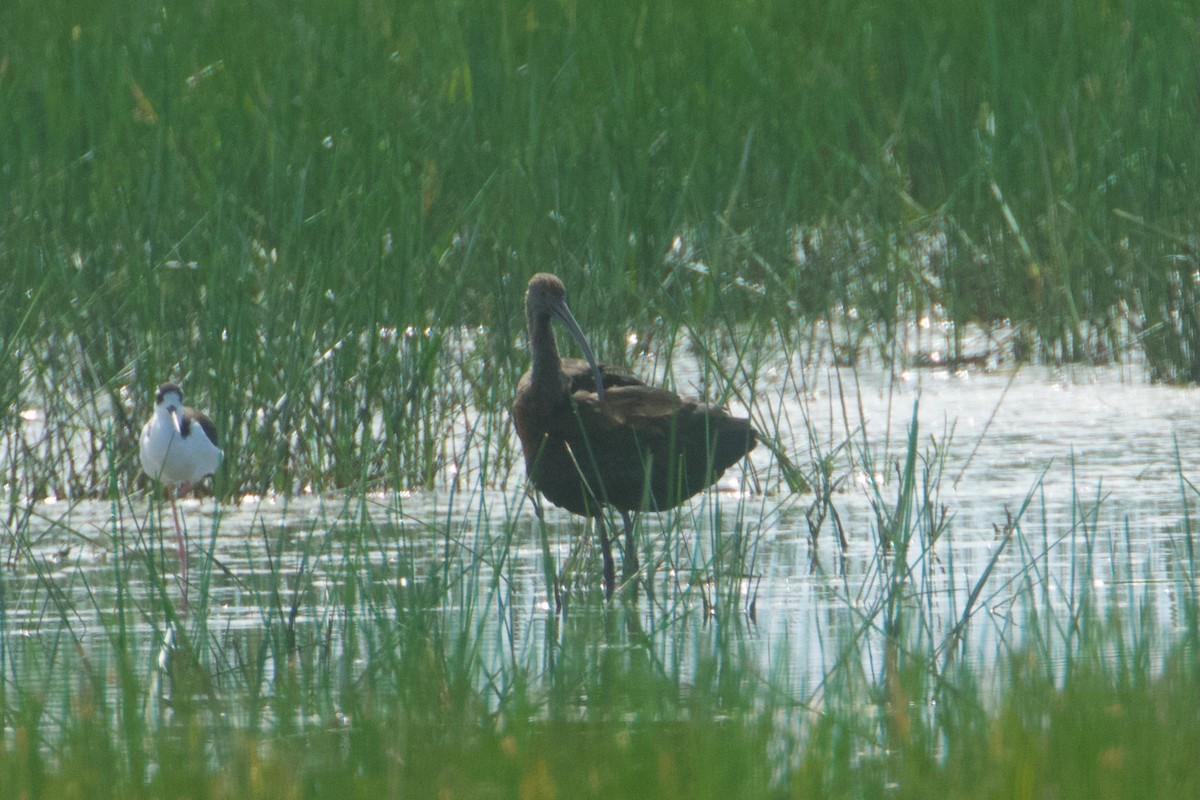 White-faced Ibis - John van Dort