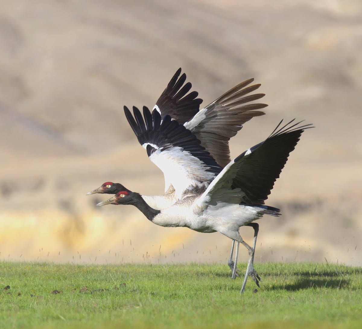 Black-necked Crane - VIJAY S