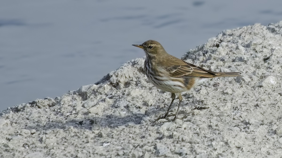 Water Pipit - ML611042915