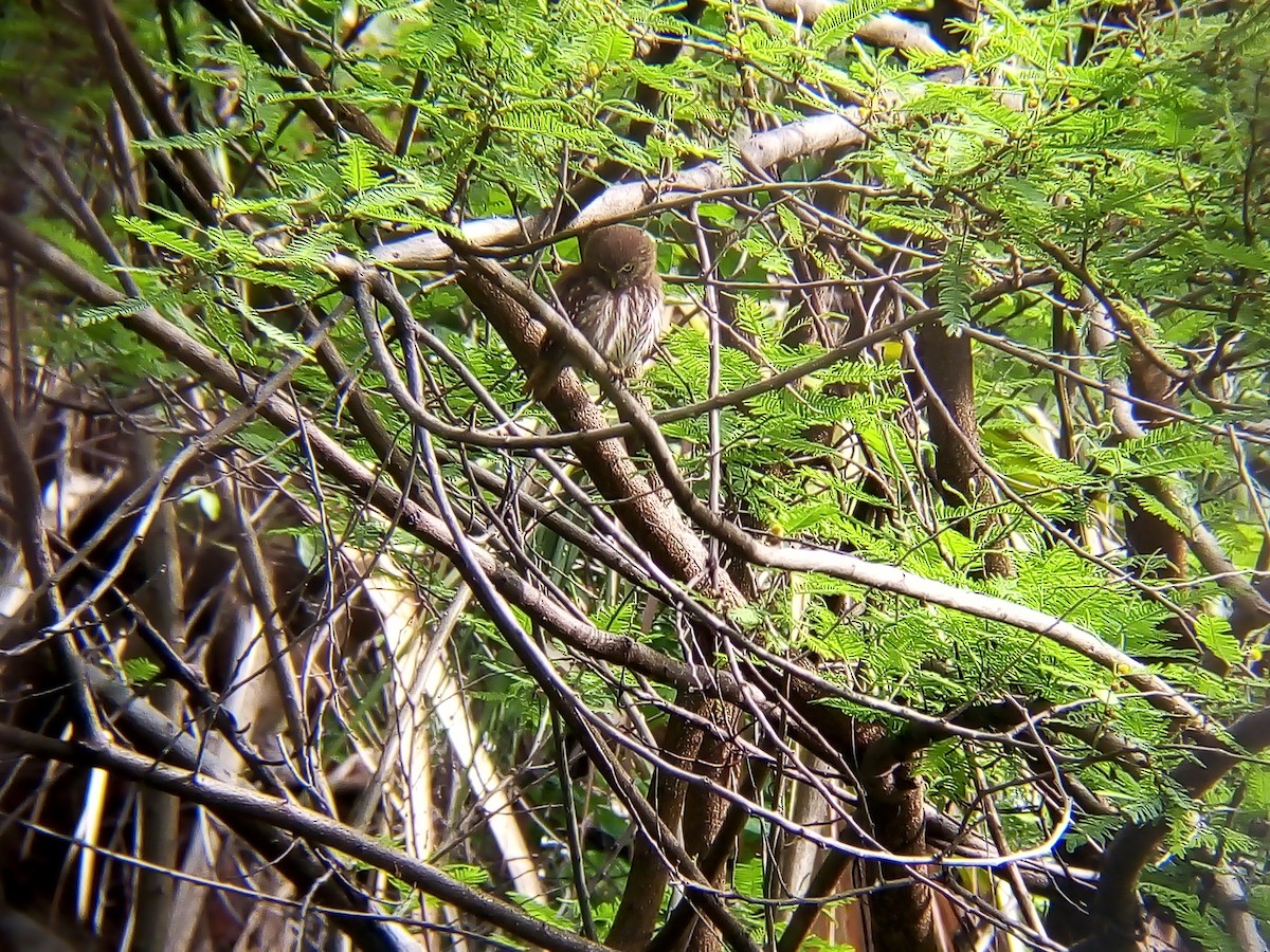 Ferruginous Pygmy-Owl - ML611043008