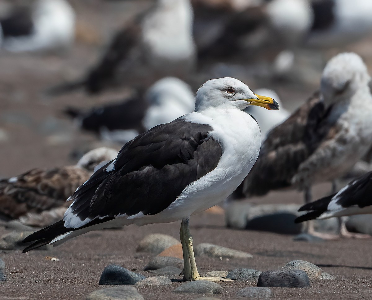 Kelp Gull - Guy Tremblay