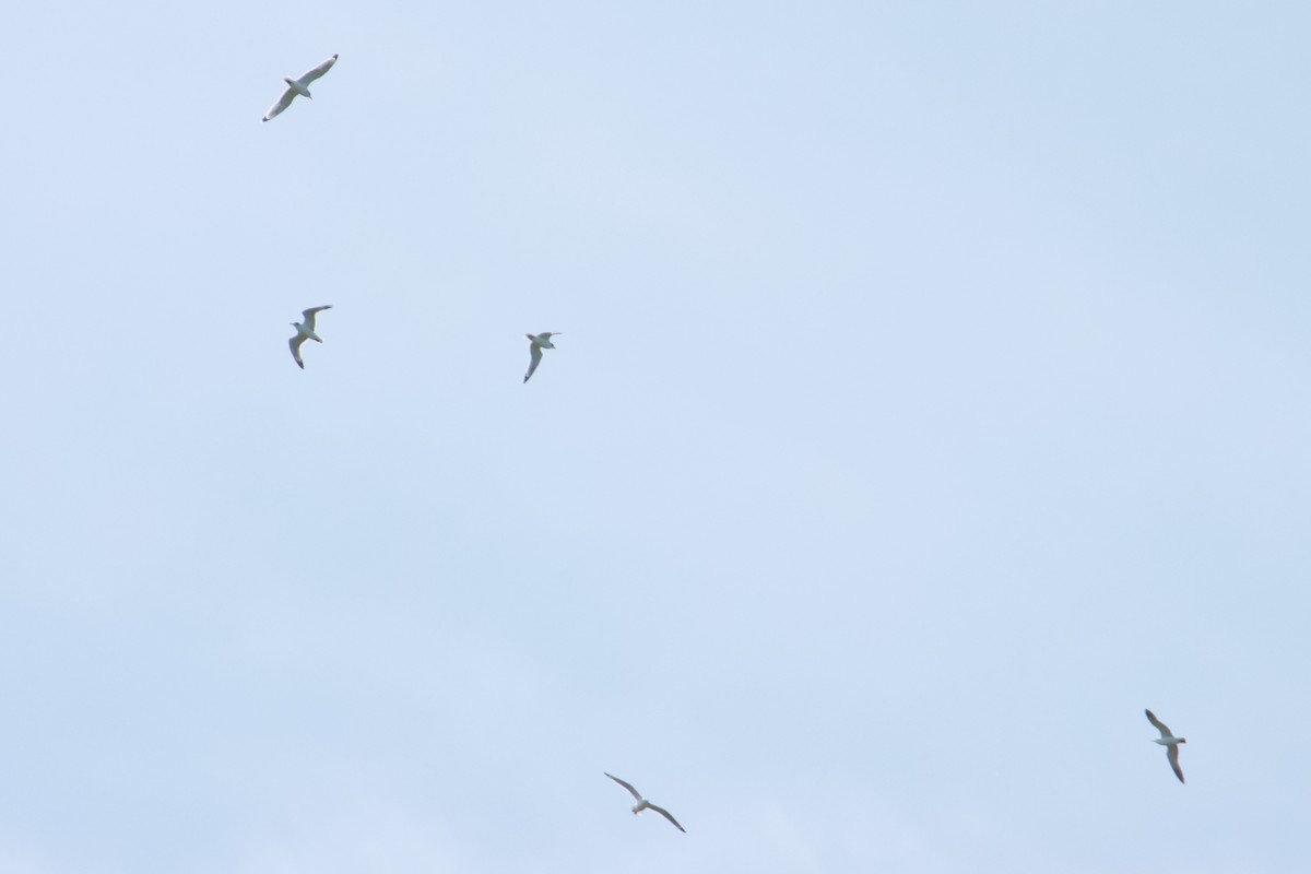 Franklin's Gull - ML611043022