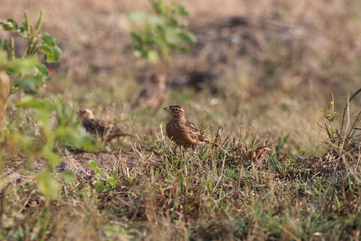 Tawny Lark - ML611043060