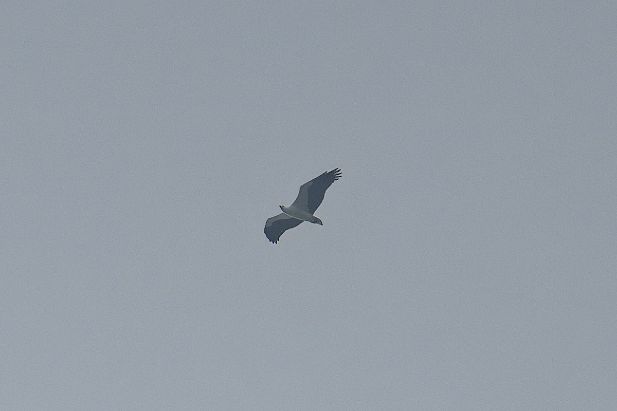 White-bellied Sea-Eagle - ML611043061