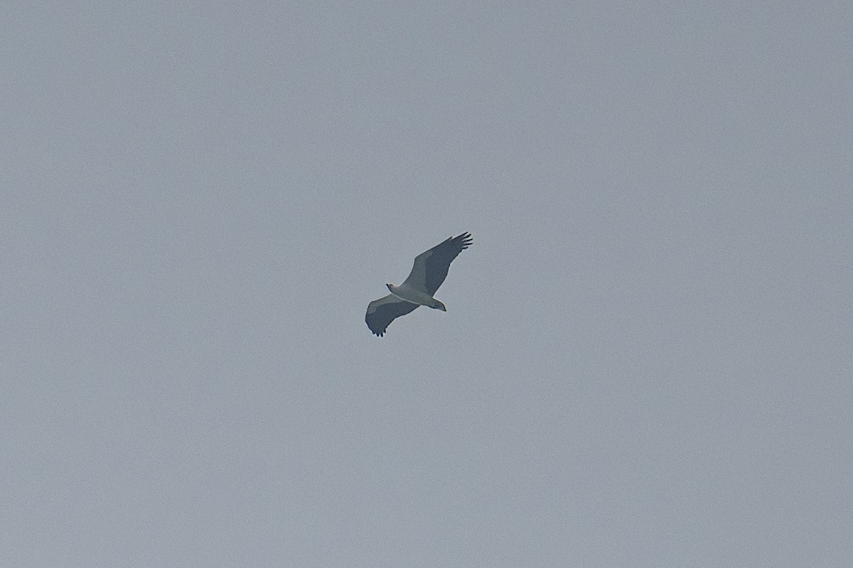 White-bellied Sea-Eagle - Mike Hooper