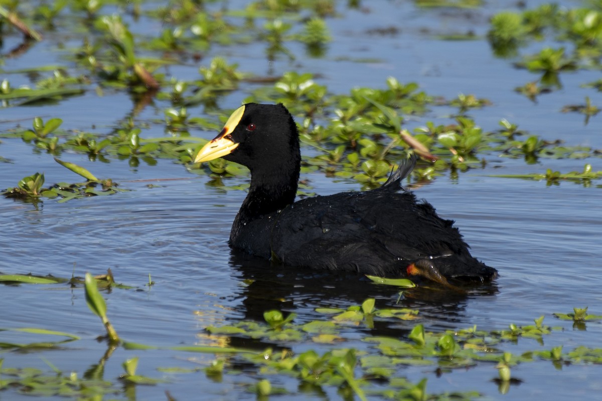 Red-gartered Coot - ML611043064