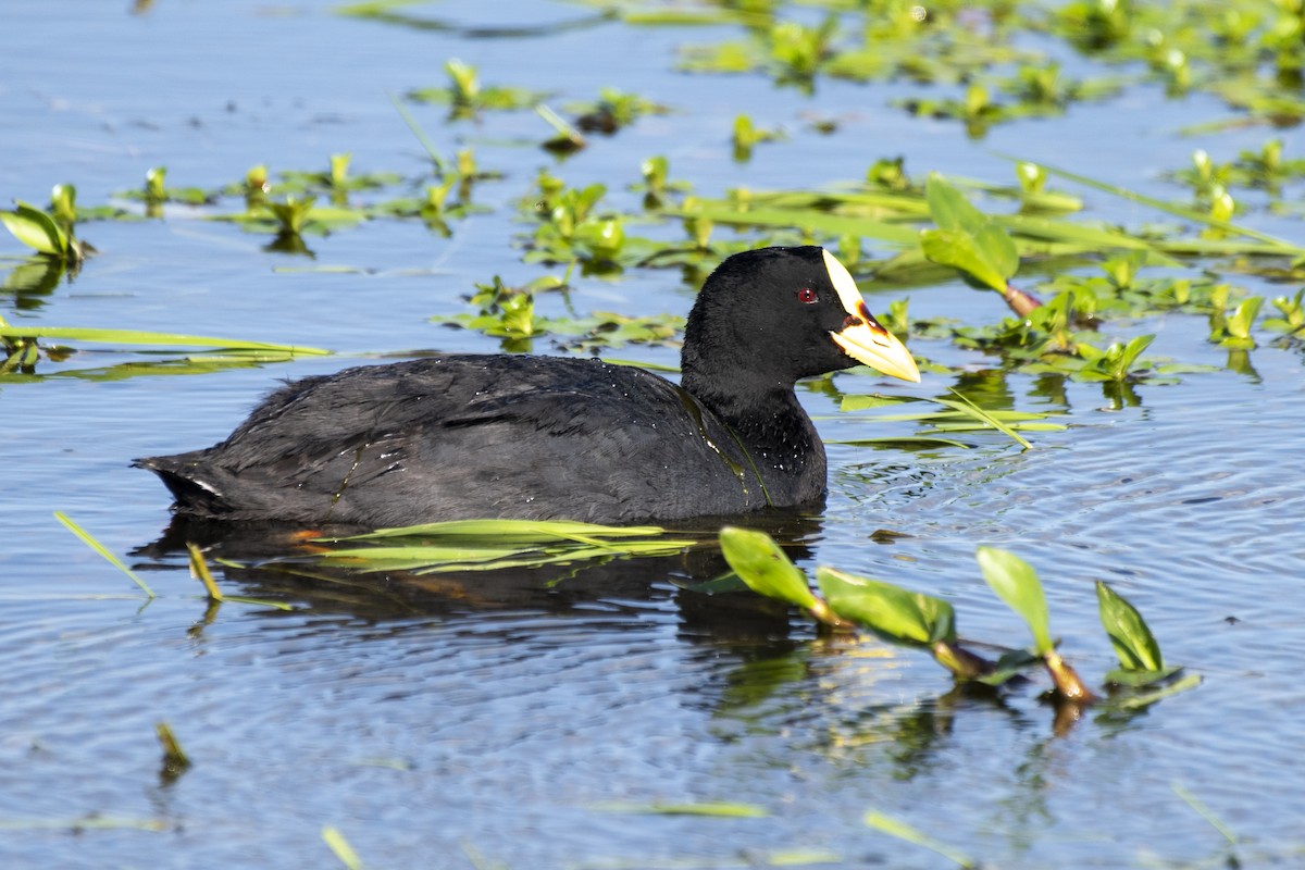 Red-gartered Coot - ML611043065