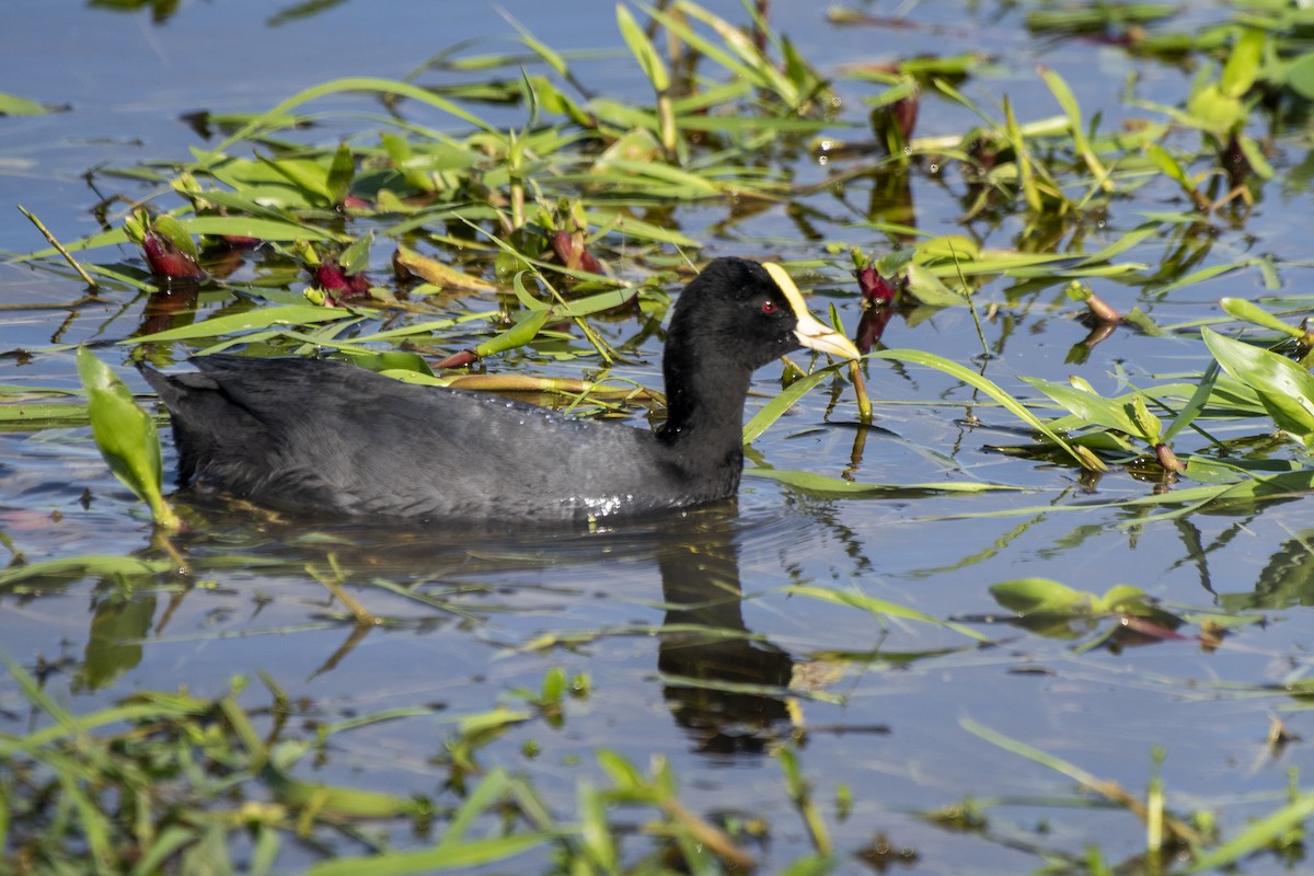 Red-gartered Coot - ML611043066