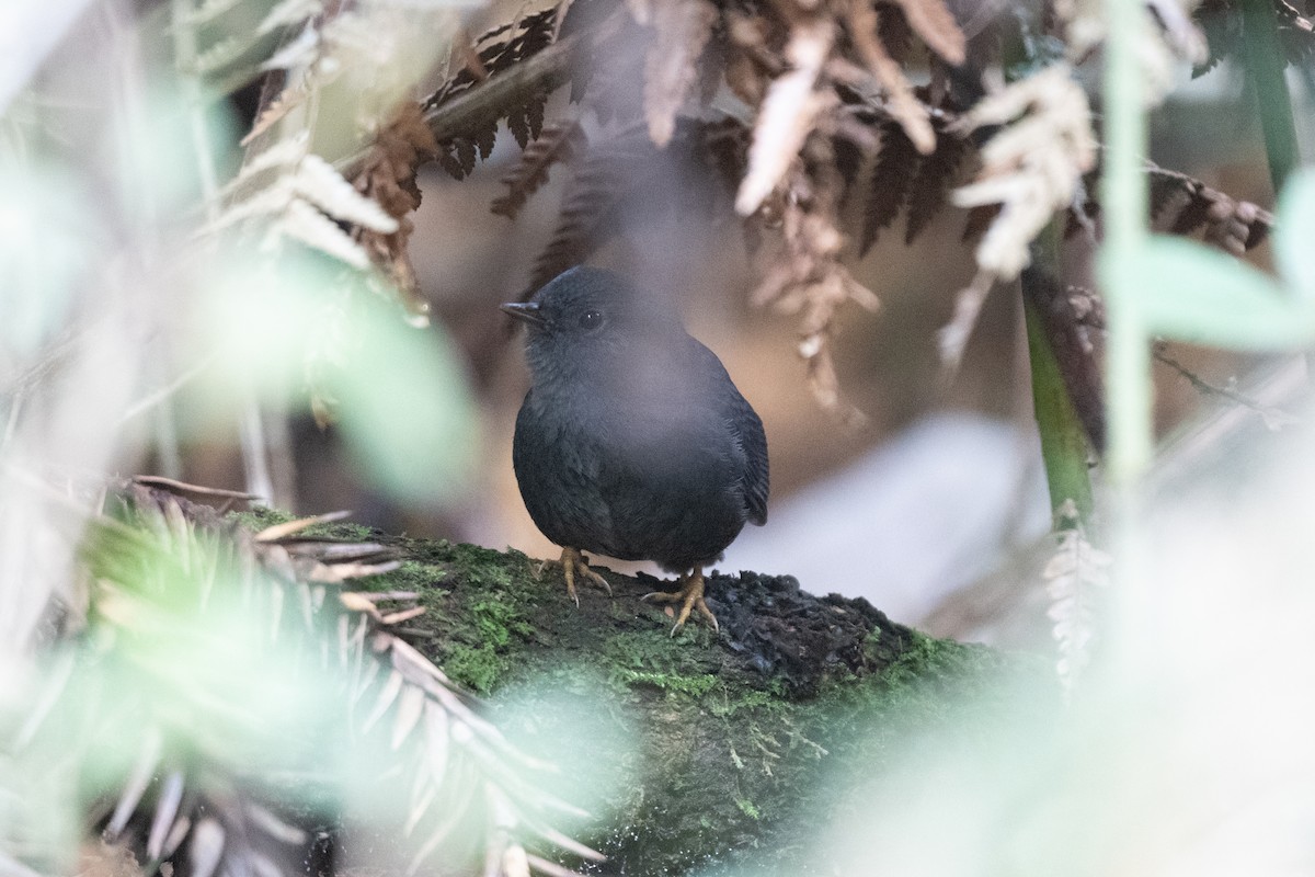 Planalto-Tapaculo - ML611043089