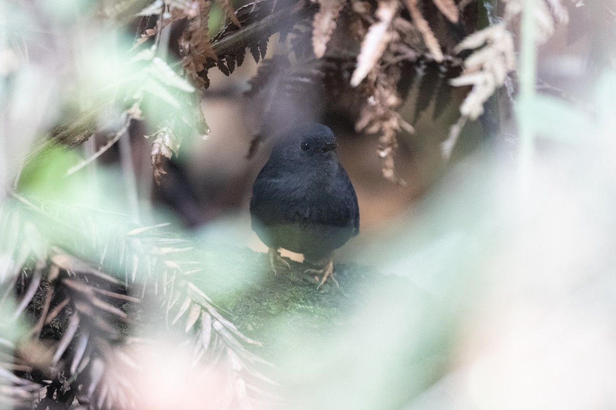 Planalto Tapaculo - ML611043090