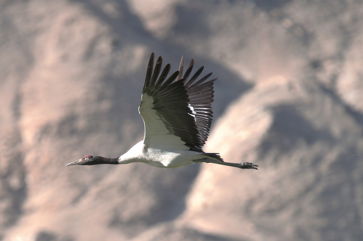 Black-necked Crane - VIJAY S